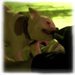 Go for the groin! Good boy!