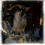 At least BSG Billy didnt have to deal with Billy the Goat- wait Billy goat? I get it!